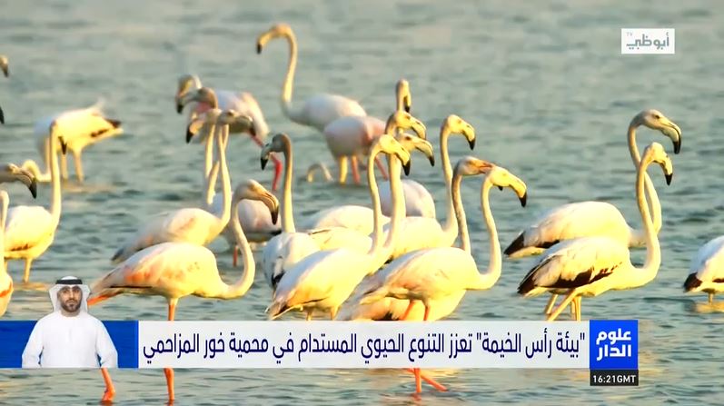 Read more about the article Oloom Al Dar: EPDA promotes sustainable biodiversity in the Khor Al-Muzahmi reserve