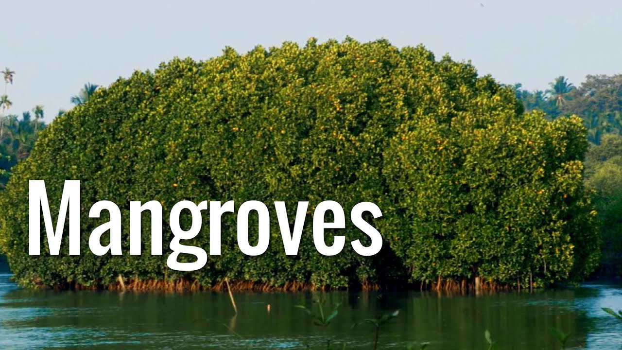 International Day for the Conservation of the Mangrove Ecosystem