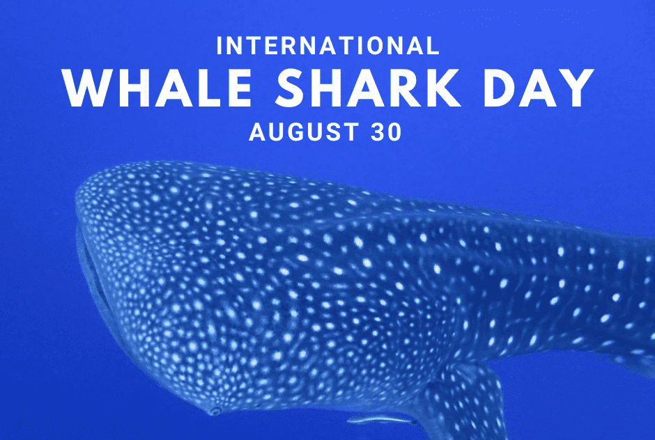 International Whale Shark Day