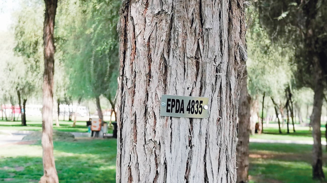 Numbering 50,000 Ghaf trees for the National Day