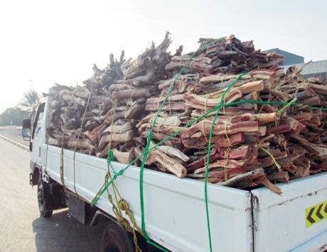 Read more about the article Campaigns to protect ghaf, samar, sidr trees and the vegetation cover in Ras Al Khaimah