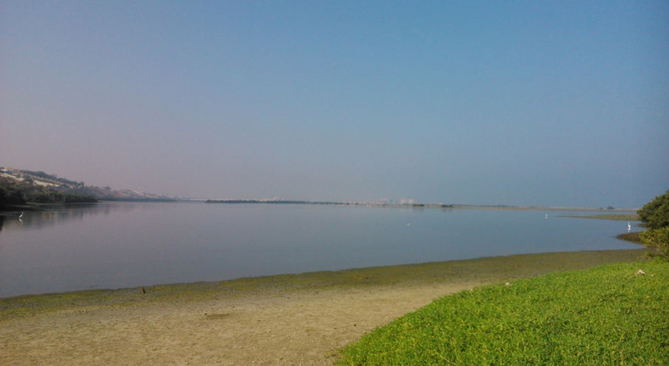 Read more about the article EPDA expands the cultivation of mangroves in wetlands