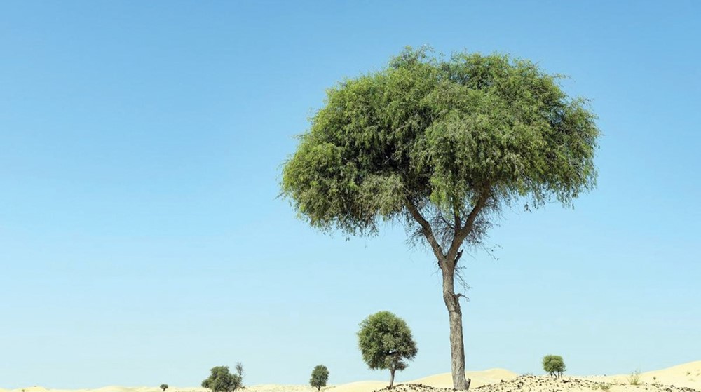 Read more about the article 5 thousand Ghaf trees for individuals and institutions in Ras Al Khaimah