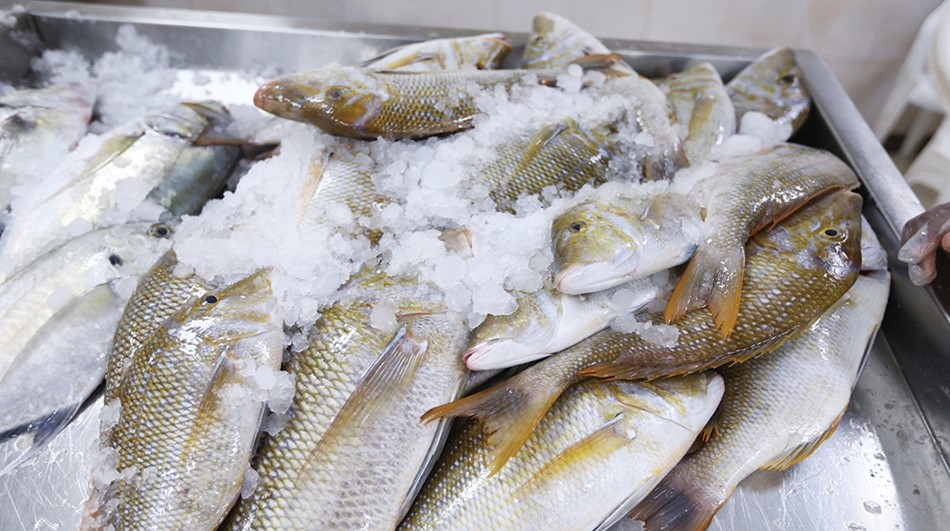 Read more about the article Unremitting efforts of the EPDA to protect and develop fish wealth and improve its services