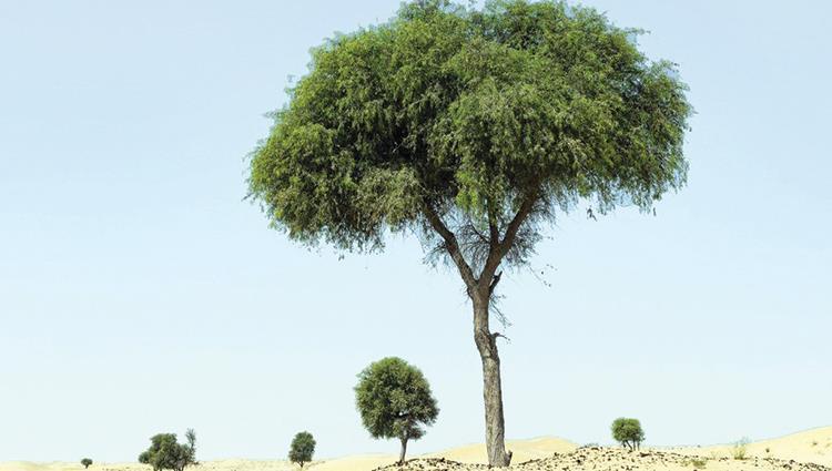 Read more about the article The First Documented Emirati Study .. 5 Minerals in “Ghaf” Leaves