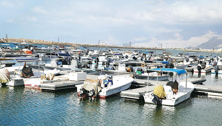 Read more about the article Using camel and tree residues to operate cement factories for the first time locally