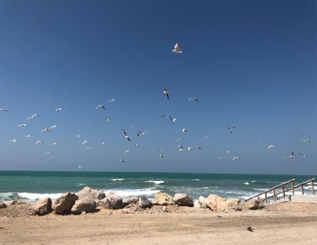 Read more about the article Seagulls in UAE’s coasts